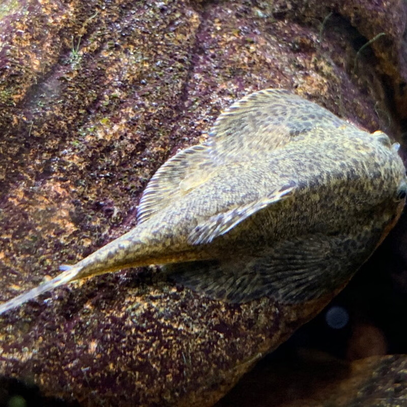 荣郁冷水清道夫琵琶鳅双吸盘贵州爬岩鳅除藻吃垃圾鱼缸清洁工具观赏鱼