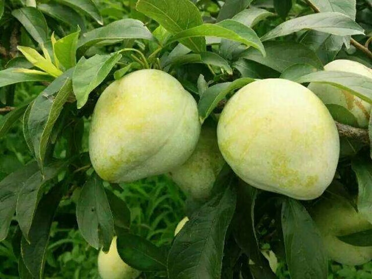 奈李湖南怀化李子鲜水果5斤青脆新脱骨桃形李孕妇水果脆甜油柰现摘