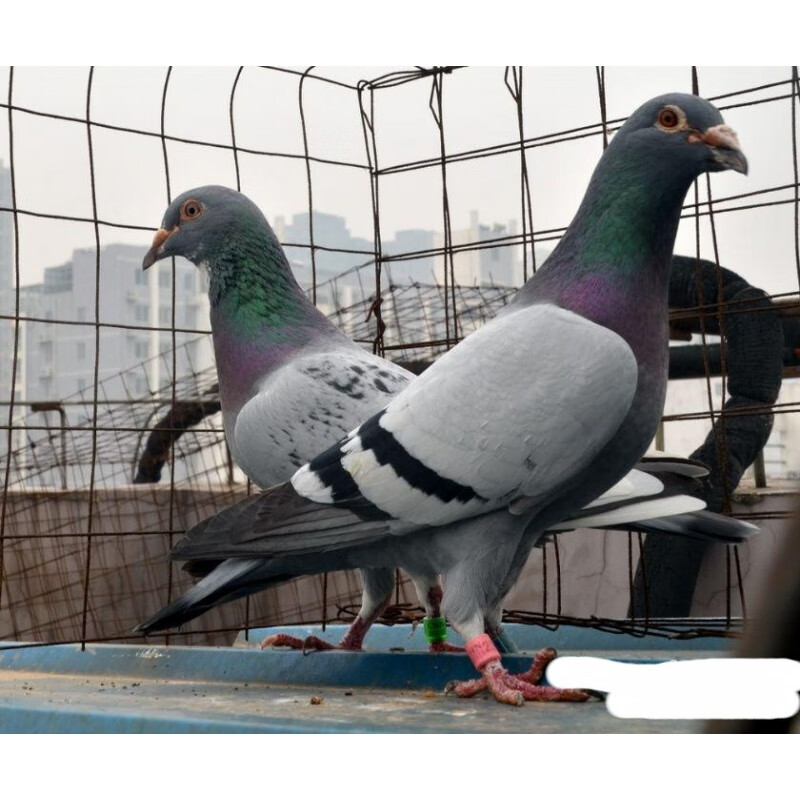 【京东推荐】鸽子活体一对落地王大型种鸽信鸽赛幼鸽青年鸽白羽王肉鸽