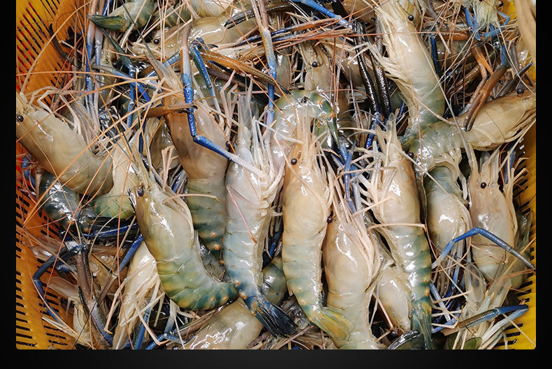 海升东旗舰店鲜活罗氏沼虾淡水大虾河虾对虾龙虾海鲜生鲜冷冻大虾