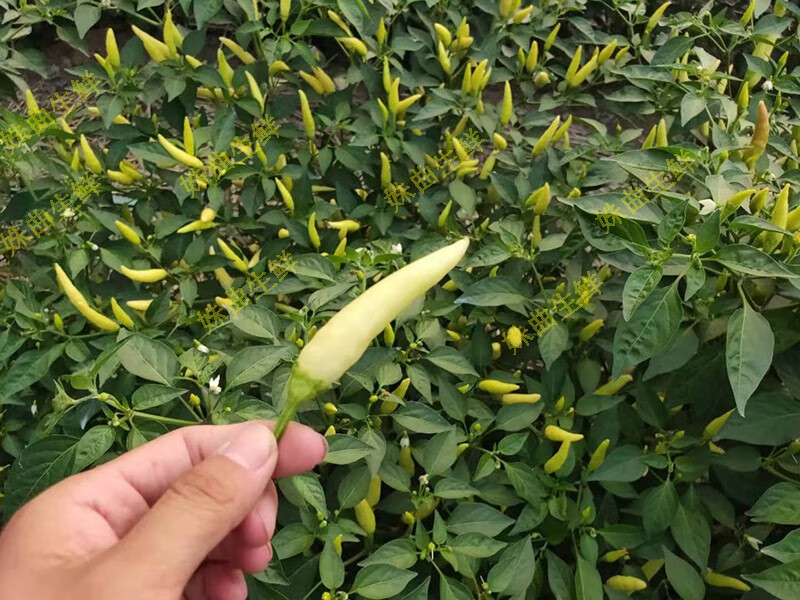 新鲜小米辣 野山椒 白辣椒 白小米 做泡椒 5斤