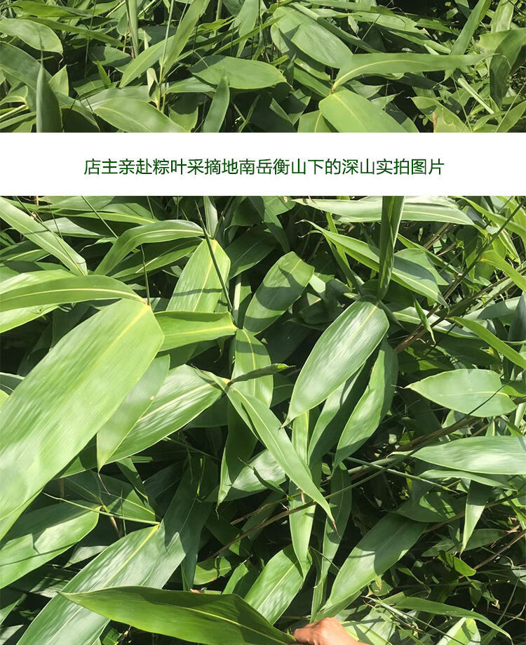 粽子叶是什么叶子 粽子叶是什么叶子长的