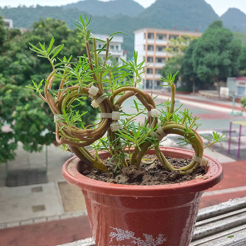 网红重瓣太阳花苗大朵开花时间长树状老桩长枝条订制造型盆栽 大树