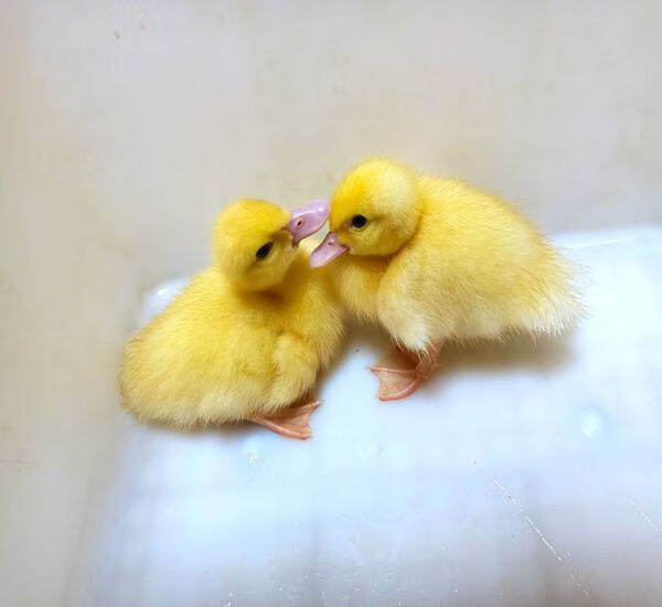 萌萌哒网红宠物小黄鸭子苗宠物鸭子纯活体活的活体小鸭子活物家养正黄