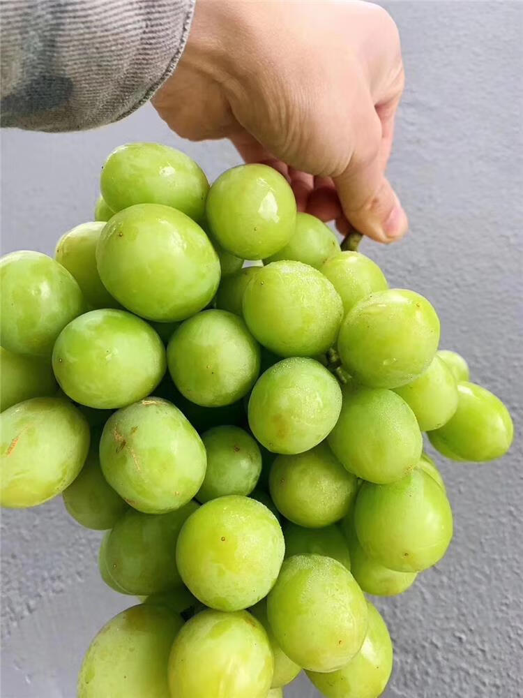 青樱红荔澳洲甜地球无籽青提脆甜多汁当季香甜原箱9斤葡萄提子非阳光