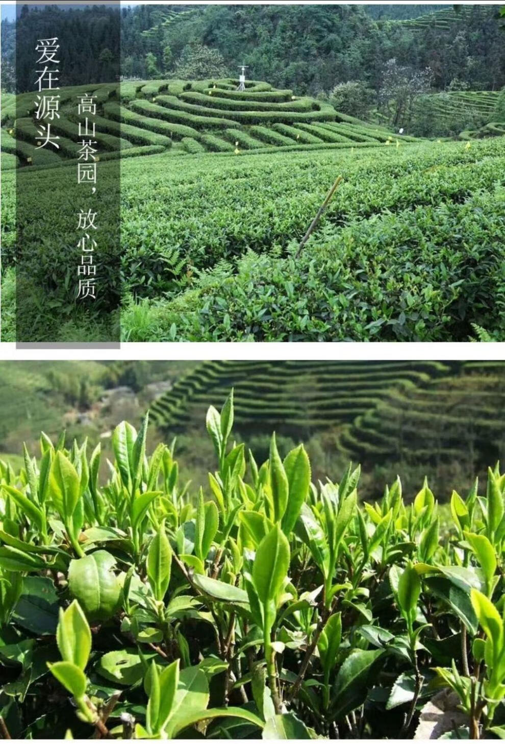 绿茶2022明前新茶高山绿茶硒茶毛尖恩施硒茶浓香型罐装茶叶500克500g