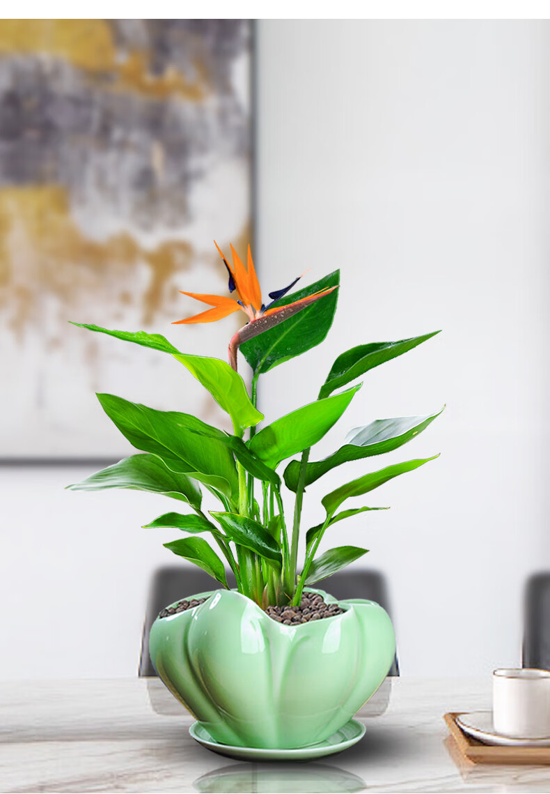 天堂鳥鶴望蘭盆栽室內綠植辦公桌四季常青花卉植物 天堂鳥不含盆(一盆