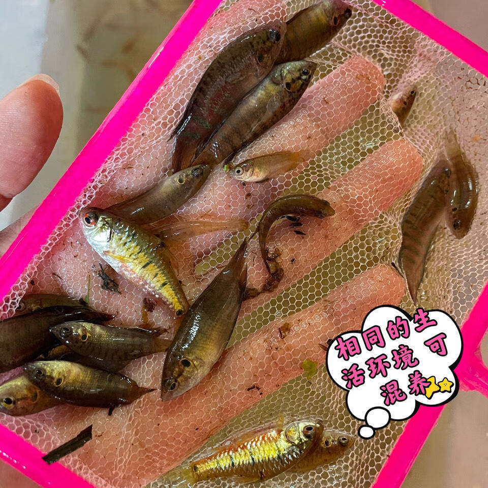 中国斗鱼原生鱼小型观赏鱼热带淡水小鱼活鱼耐活鱼苗批发宠物活物斗鱼