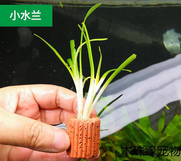 定植水草造景懒人新手入门级净化水质的水草活体米白色绿波定植株3个