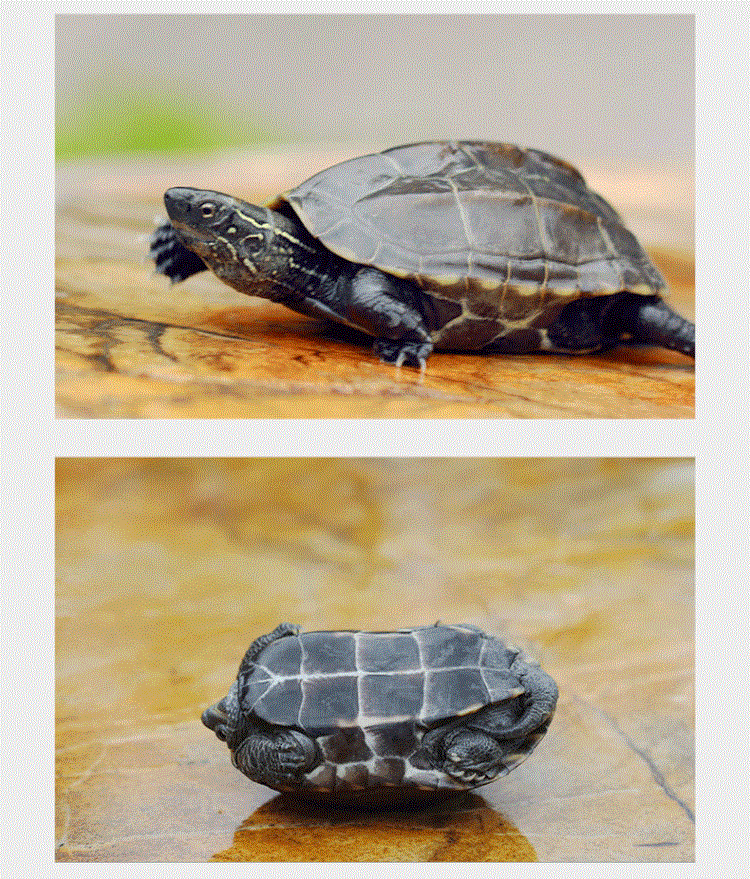 纯种金线龟风水龟金钱龟草龟乌龟小活体观赏吃菜长寿墨龟 金线草龟4至