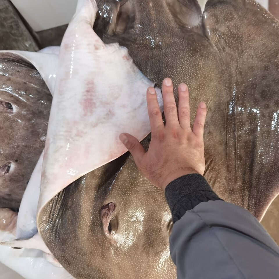 魔鬼鱼新鲜鲜活速冻老板鱼海鲜水果蔬菜去内脏2斤鱼剩16斤左右