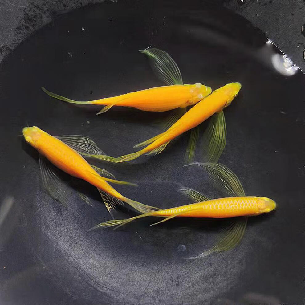 蝶翼长尾斑马鱼热带长鳍翡翠斑马观赏鱼高帆繁殖金鱼活鱼淡水好养