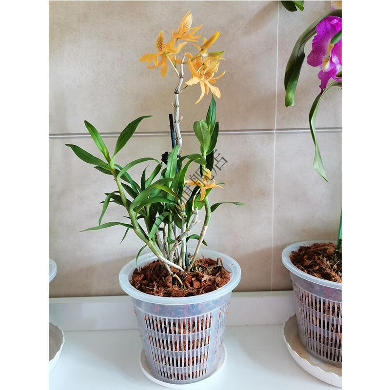 蝴蝶兰花盆兰花专用花盆蝴蝶兰花盆加厚透明透气塑料杯网文心兰石斛
