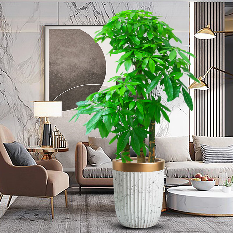 发财树盆栽大型绿植三杆步步高发财树盆栽室内摆客厅大型植物办公室