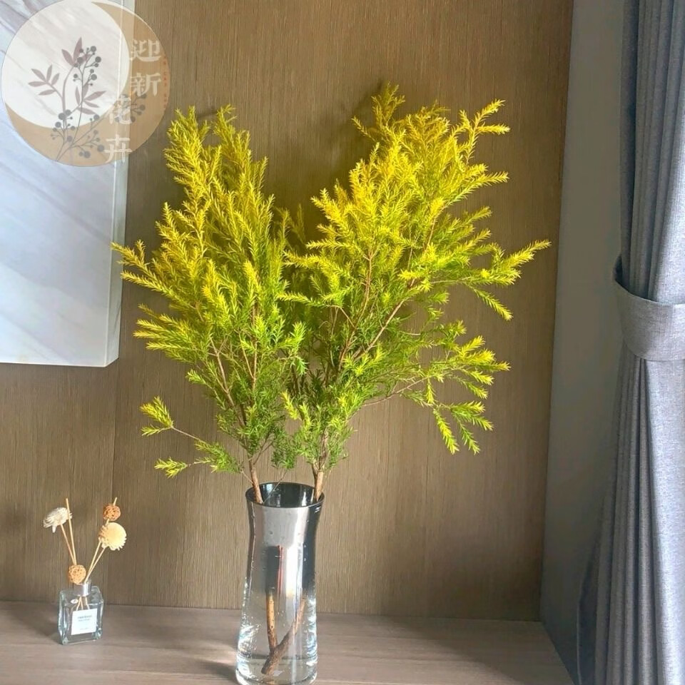 花心思水培千层黄金香柳水养鲜枝客厅卧室庭院阳台易成活绿植可做干花