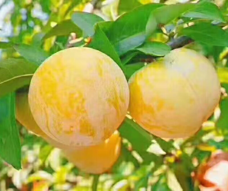 黄金奈李广东乐昌奈李特产现摘脱脆骨李子礼盒装新鲜应季孕妇水果5斤