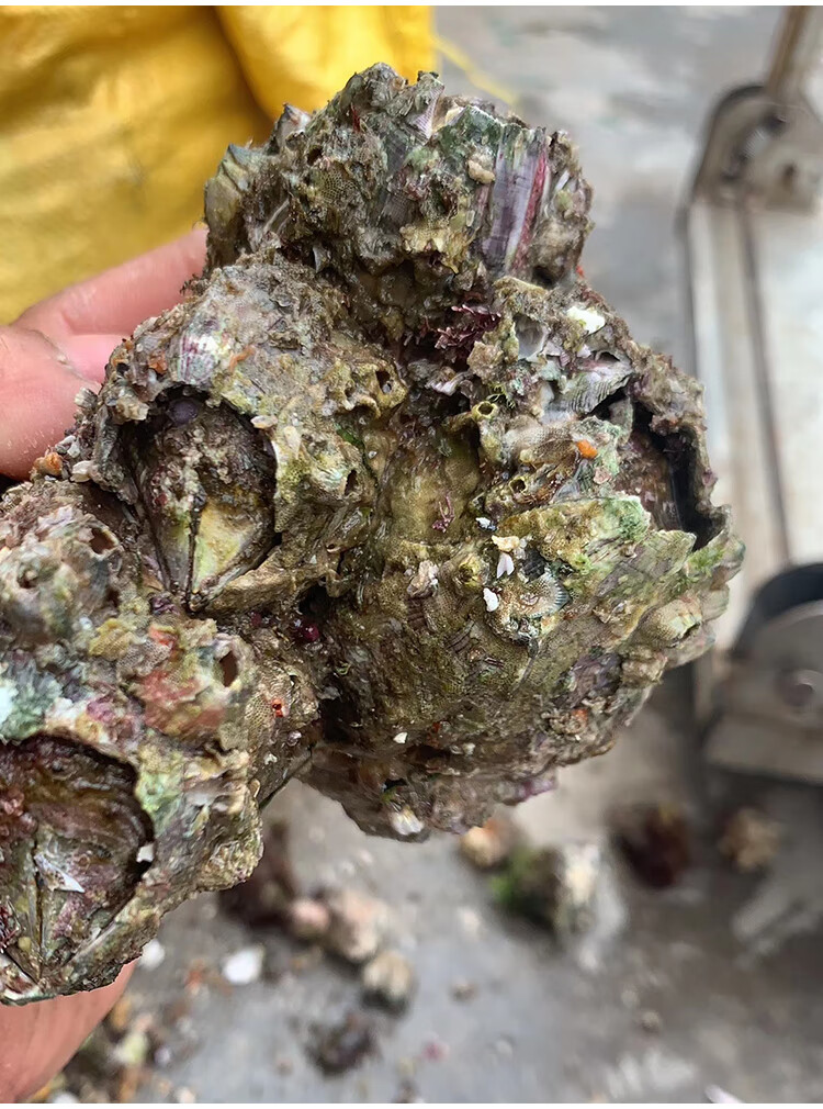藤壶鲜活海鲜螺贝壳特大超大雀嘴滕壶曲嘴老婆牙锉火山口5斤 山口 5斤