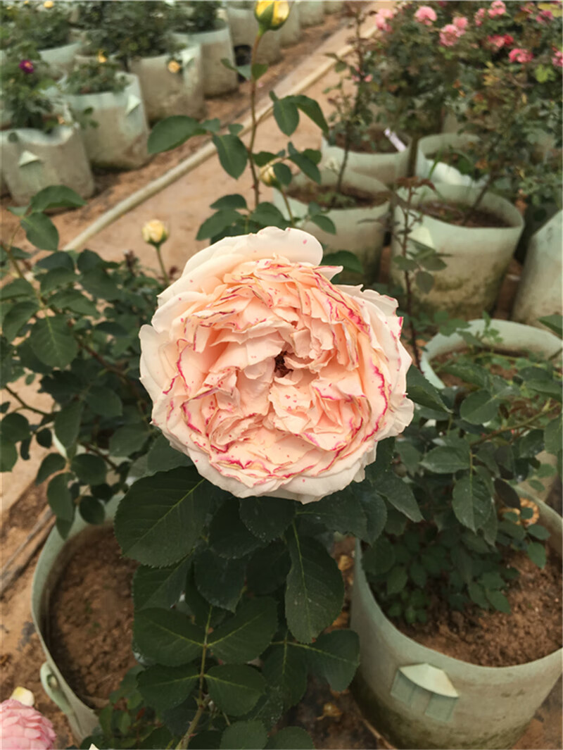 开花大花绿植物盆栽室内盆花卉观花阳台蔷薇月季 红白歌会【五年苗】