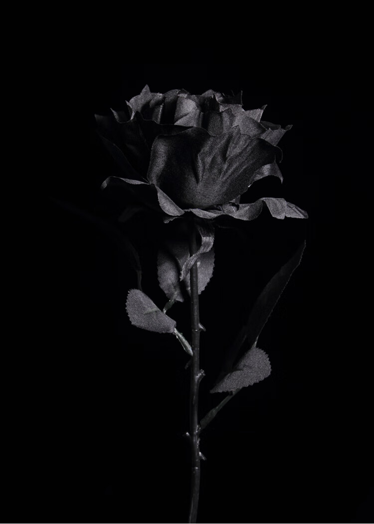 黑玫瑰图片唯美 伤感图片
