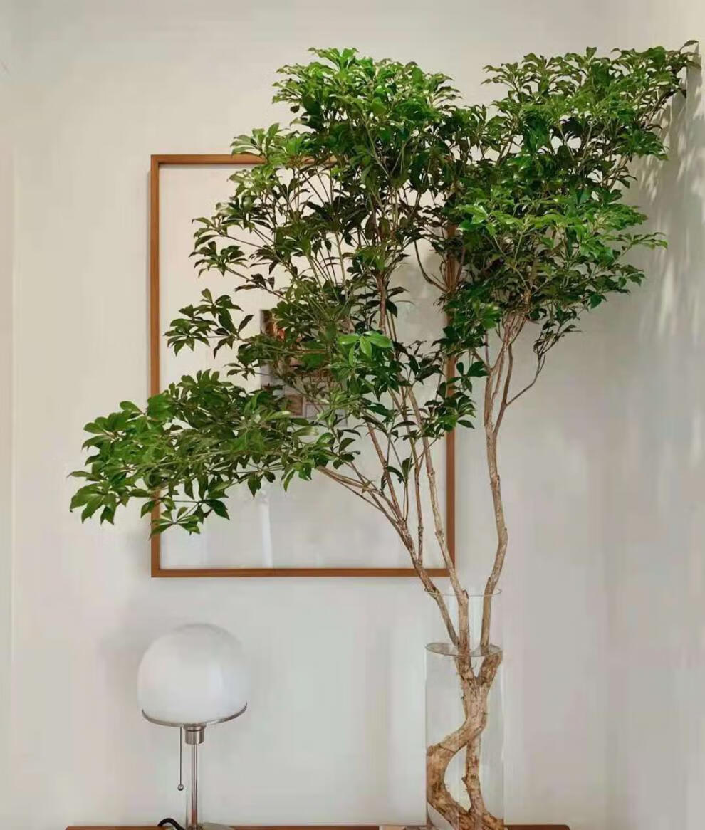 精品绿植精选马醉木水培植物鲜切枝吊钟室内装饰绿植顺丰收藏关注卡片