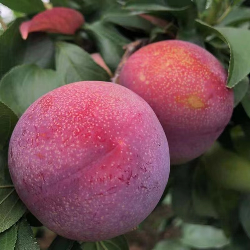 玫栀 正宗嵊州金庭桃形李子新鲜水果现摘浙江脆甜红心三华李子5斤 30