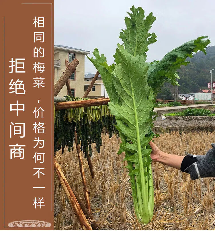 【24小时发货】无盐梅干菜梅菜干正宗2斤梅州农家自制新鲜老广味道