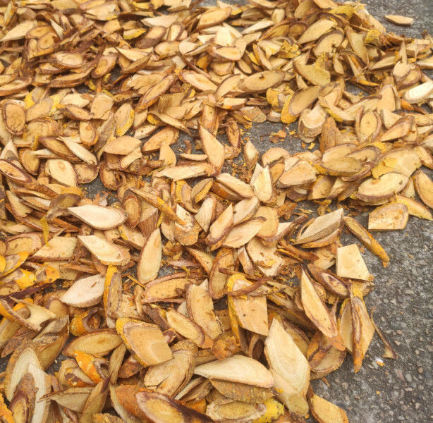 纯正中药材穿破石 柘木根 川破石 地棉根 切片干品新货一斤 500g康中