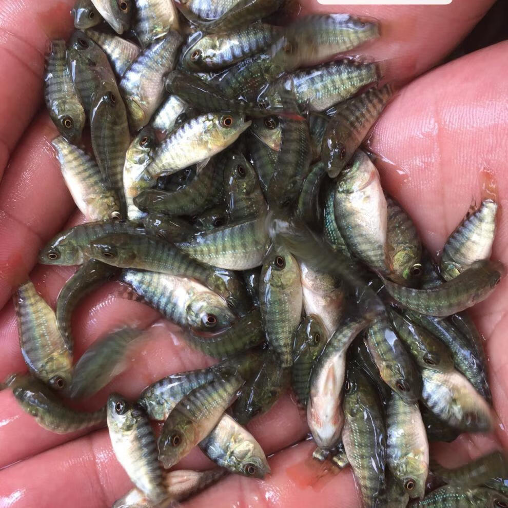 榮鬱脆肉羅非魚苗淡水特大種脆肉福壽魚苗脆肉非洲鯽魚苗活體魚苗養殖