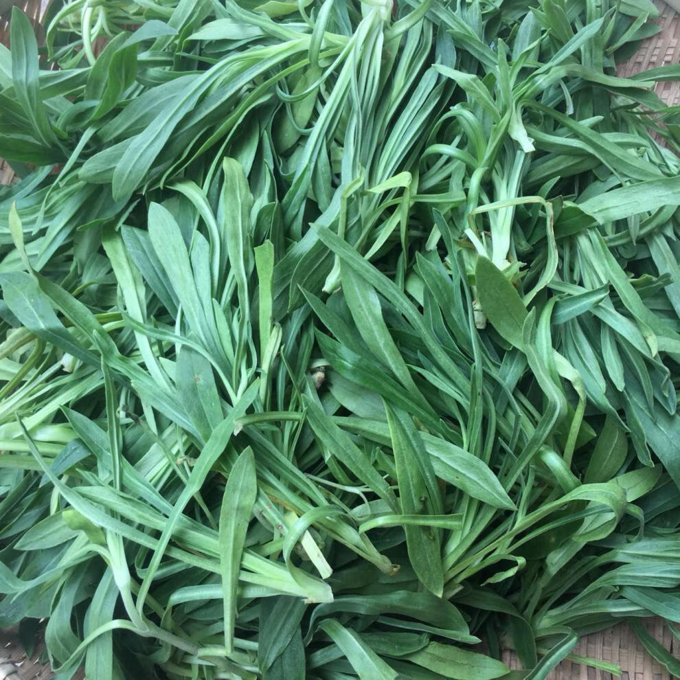 (现采现发)河南面条棵菜羊蹄稞柳叶菜蒸菜食材现挖新鲜面条菜 1000g