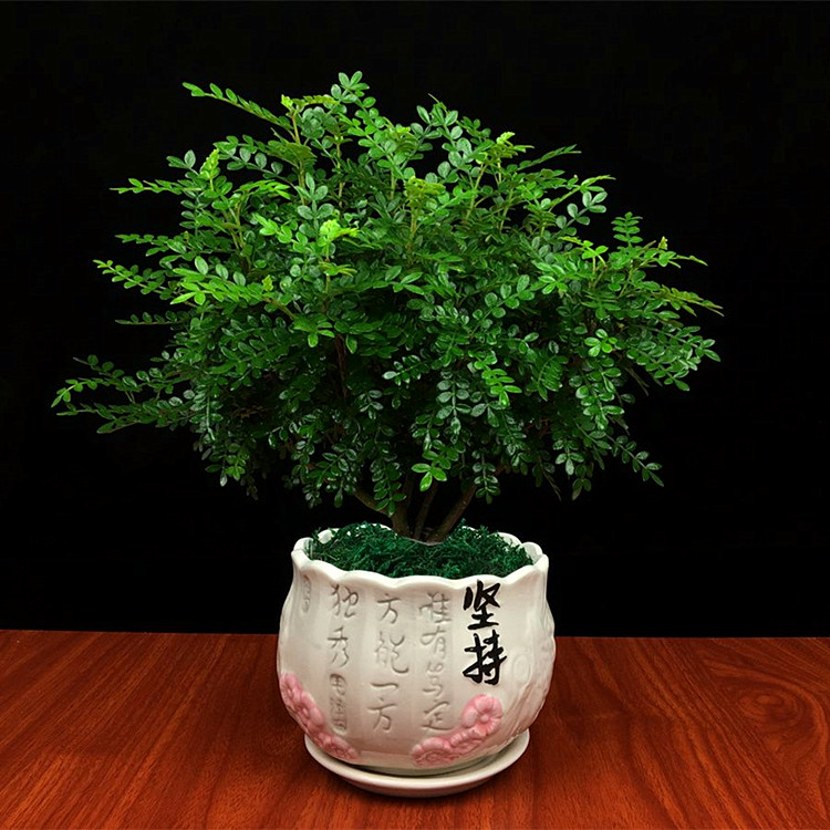 桌面绿植清香木花苗驱虫树驱蚊树盆栽植物胡椒木四季常青驱蚊提神醒脑