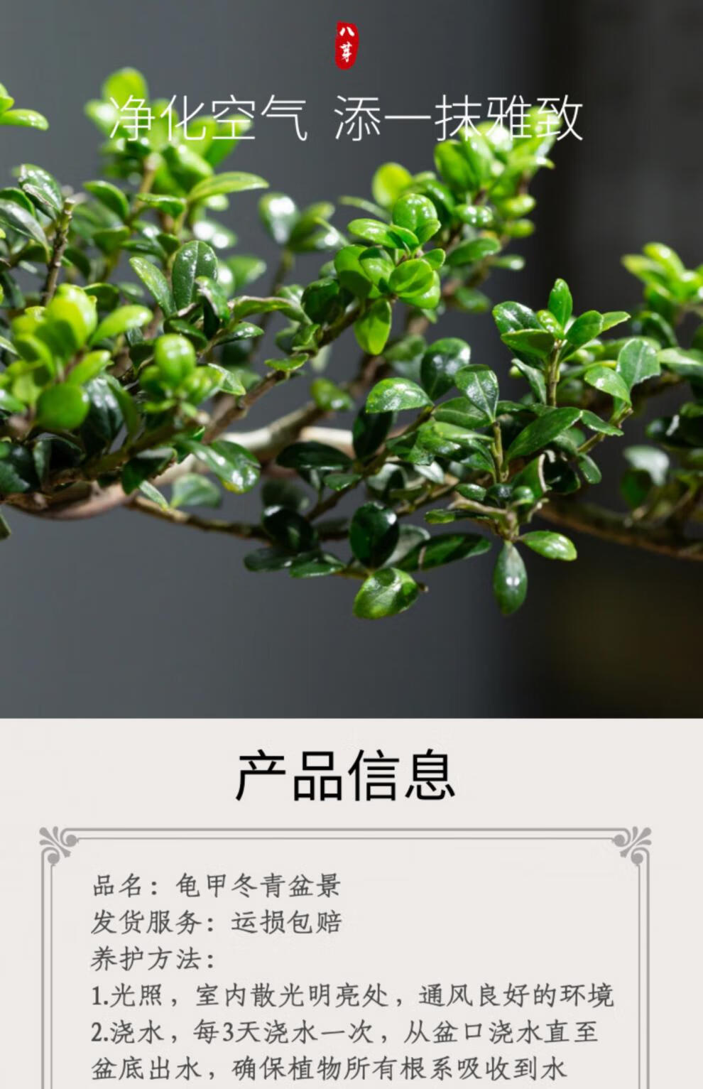 龟甲冬青真盆景室内悬崖式植物临水造型中式摆件茶室阳台绿植花卉 蓝