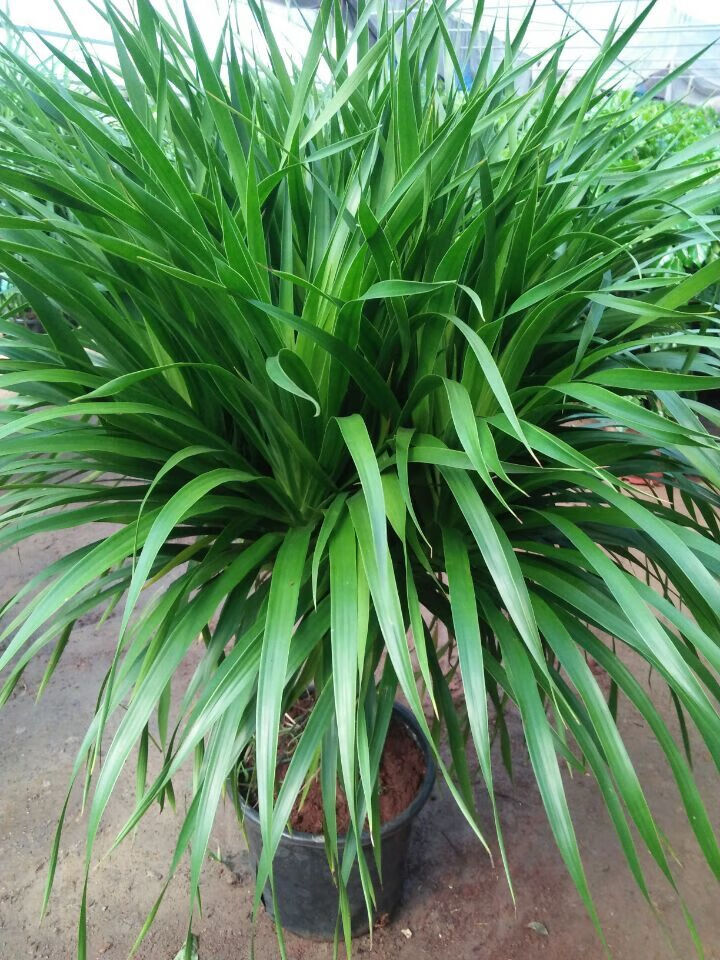 龙须树多头龙血树室内客厅盆栽大型植物吸甲醛四季常青花卉绿植 单颗