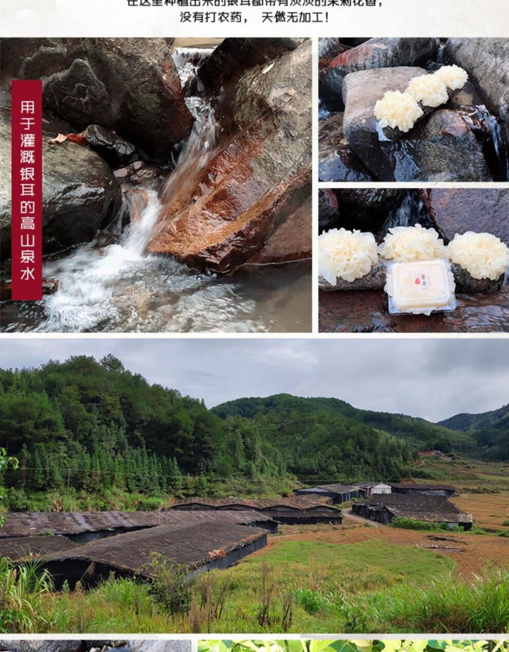 新鲜银耳白木耳鲜活雪耳活耳非干货古田银耳现摘纯软糯多胶新鲜银耳3