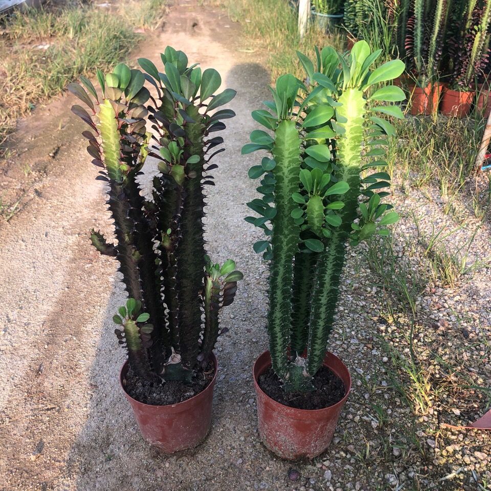 青红龙骨植物仙人掌盆栽花卉室内外阳台客厅吸甲醛柱净化空气好养青加