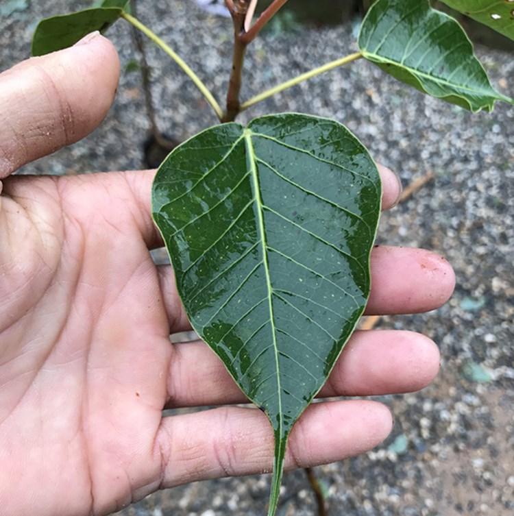 菩提树树苗 佛教正宗菩提榕苗 金刚菩提苗 思维树 佛树苗 菩提子 菩提