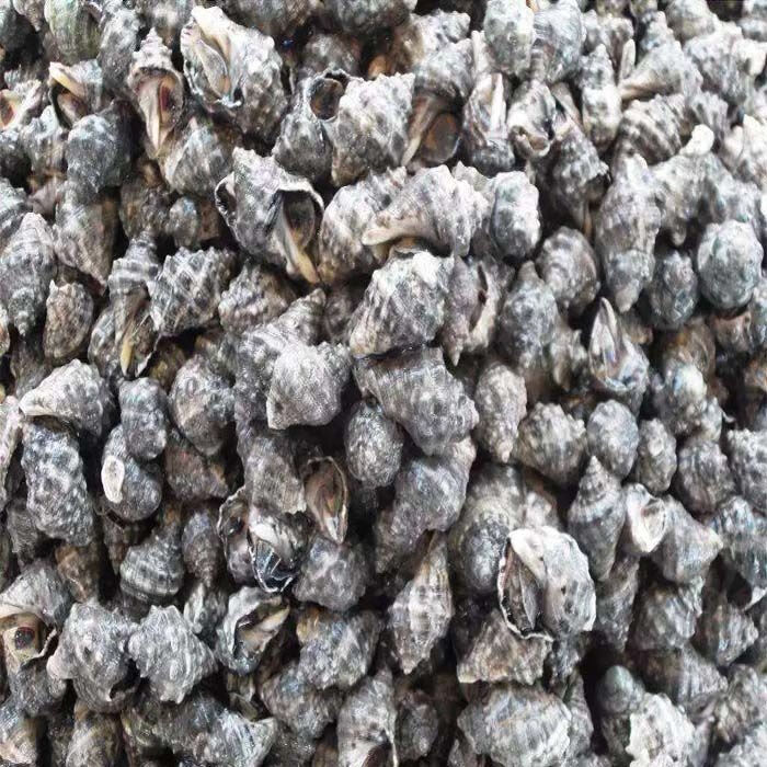 霞浦无沙鲜活苦螺海螺辣螺海捕海鲜活体发货两斤