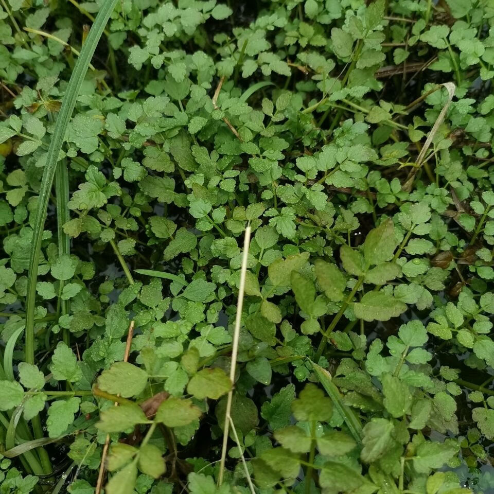 水生蔬菜苗子水芹菜苗野生水芹种苗四季移栽无土栽培蔬菜苗子 10苗试