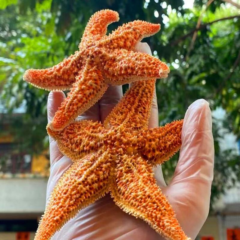 精选大海星干货 海星 食用海星泡酒煲汤 海产干货250g【】 图片色