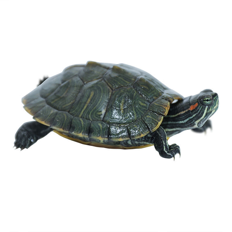【京东推荐】巴西龟苗小乌龟活物宠物龟活体巴西龟情侣龟长寿龟巴西红
