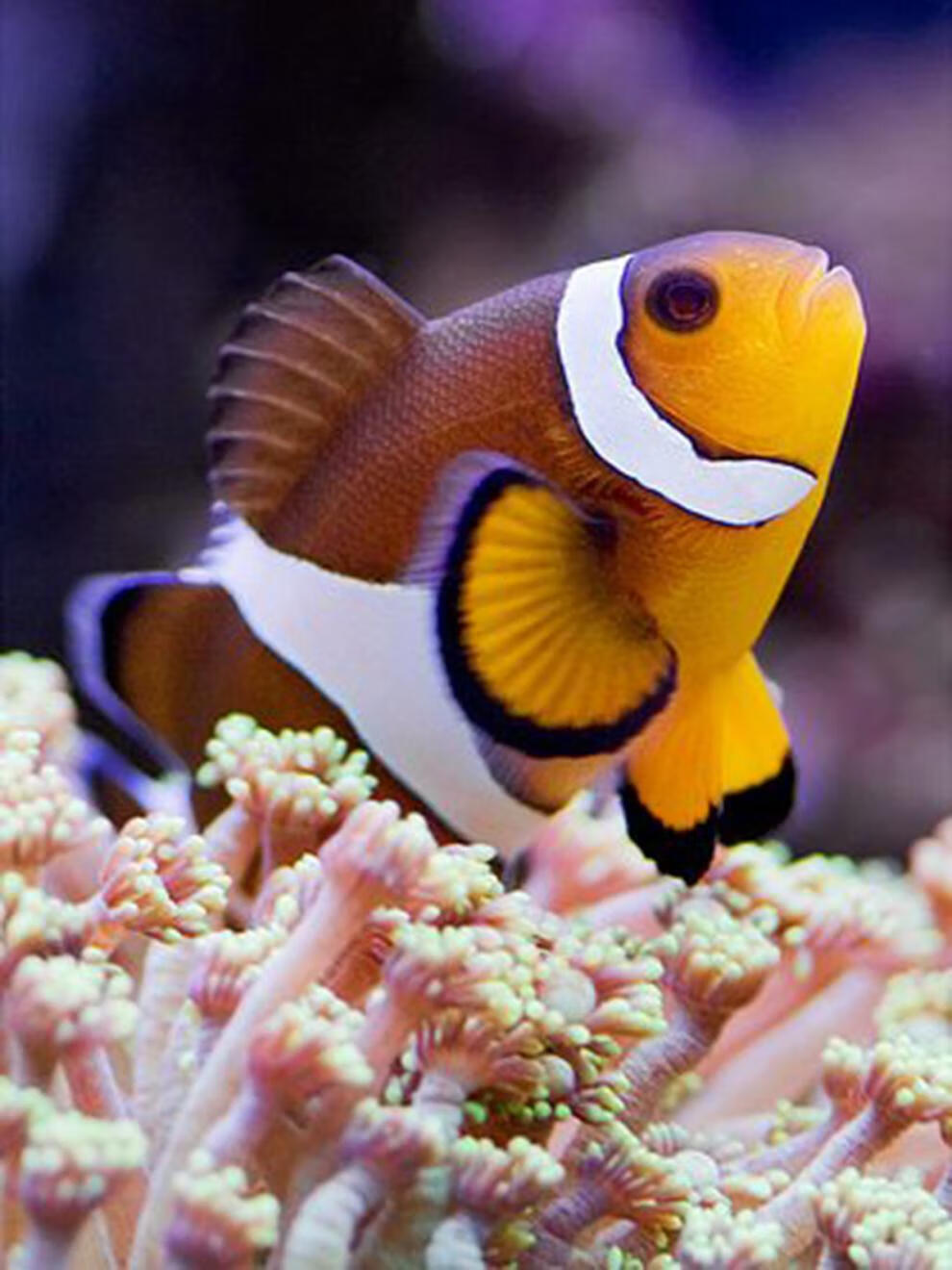 海水鱼观赏鱼尼莫海水小丑鱼活鱼海葵共生鱼人工公子小丑鱼金透红赤兔