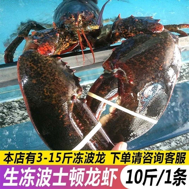 鲜活速冻波士顿大龙虾超大一只315斤龙虾冰鲜波龙55斤一只