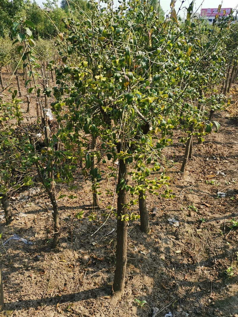 苏影金丝吊蝴蝶树苗盆栽花卉开花绿植庭院盆景东北耐寒品种金线吊蝴蝶