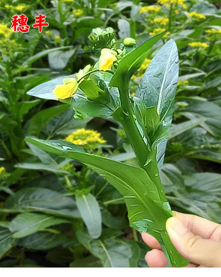 宁夏尖叶菜心种子广东油菜心种籽农家四季高产阳台盆栽蔬菜种孑籽