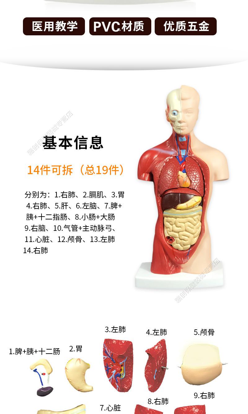 人体解剖模型儿童玩具器官结构内脏大脑心脏躯干模特教学拆卸拼图28cm