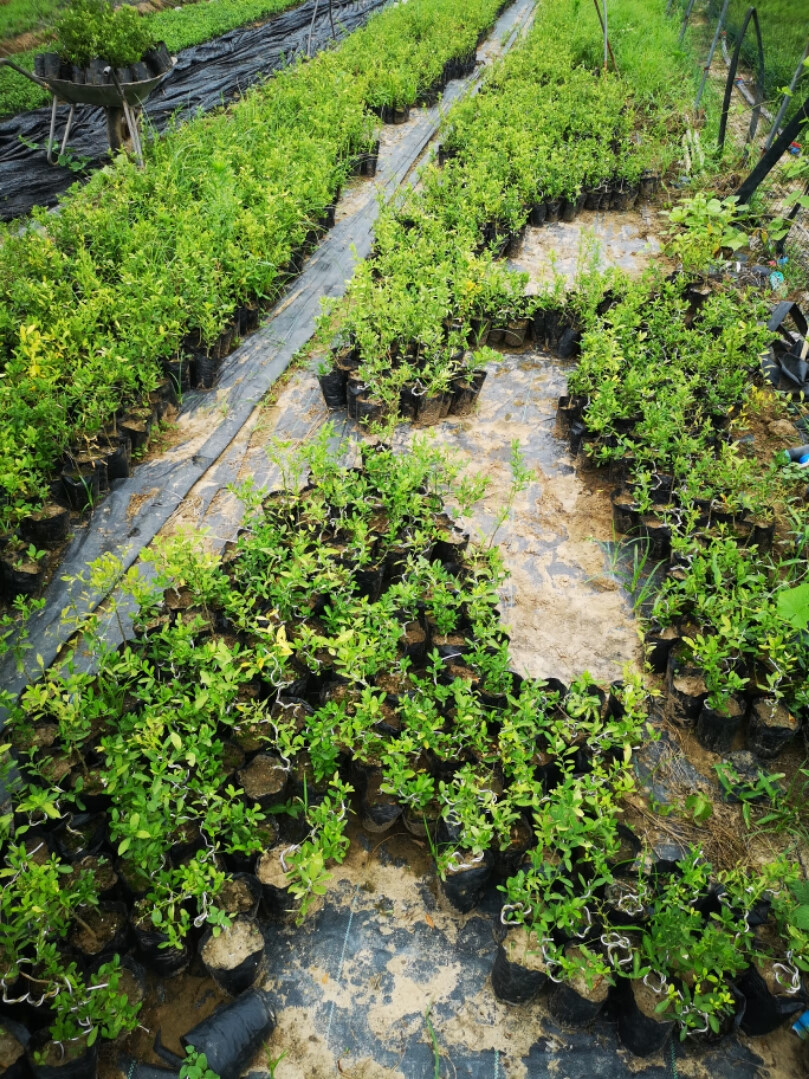 园艺金豆苗金豆盆景苗杯苗已成活的金豆苗金豆杯苗精选苗2棵带盆栽好