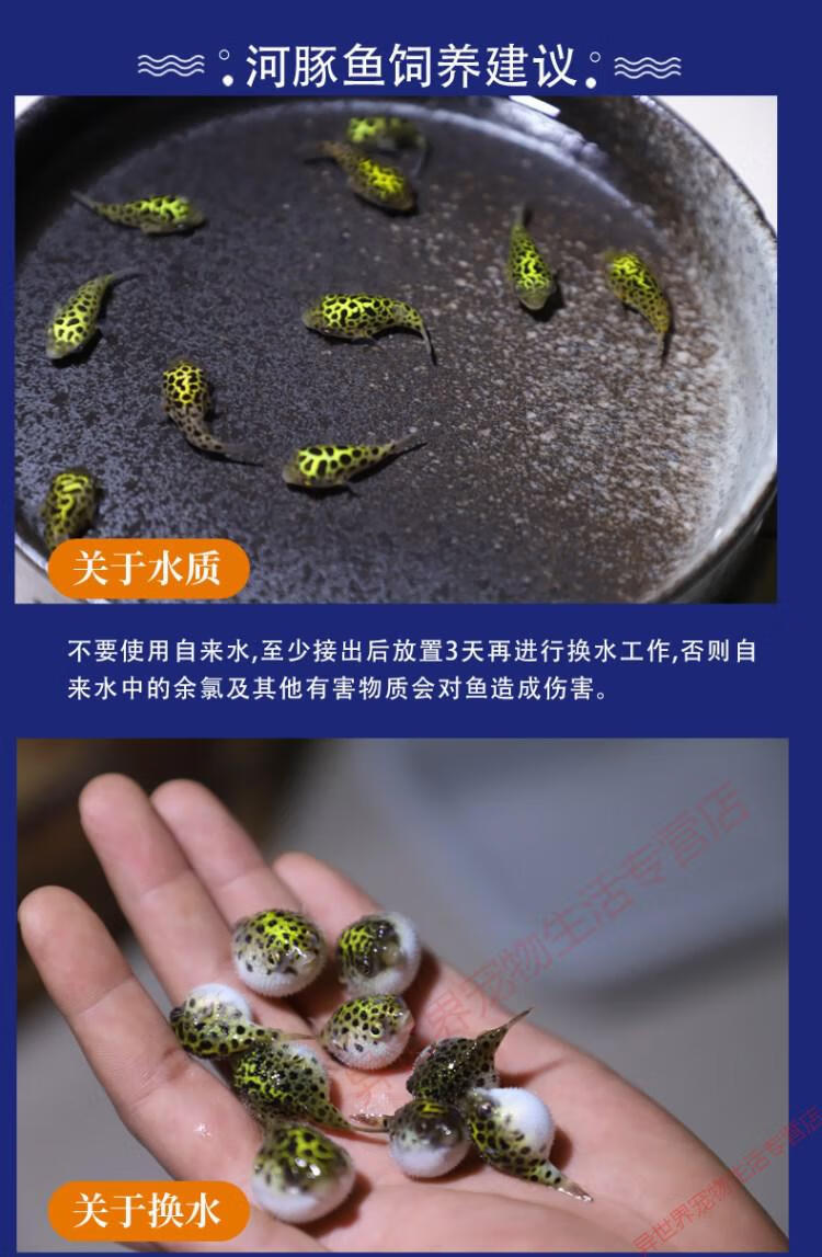 活体宠物气泡鱼毛毛v字红木瓜斑马狗头潜水艇淡水观赏鱼 1.