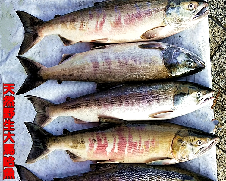 5折馬哈魚10斤大馬哈魚黑龍江東北特產撫遠洄游馬哈魚塊新鮮整條速凍