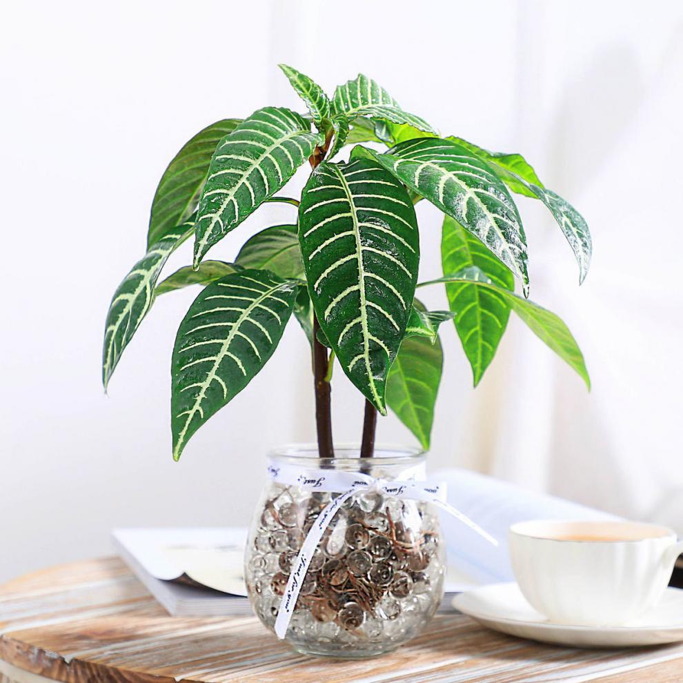 雪景木水培植物室内绿植花卉盆栽好养水养易活四季客厅花一棵雪景木不