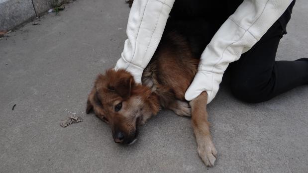 救助工具抓捕网兜捕狗器网兜套狗器流浪猫动物防咬手套捕狗钳 防咬