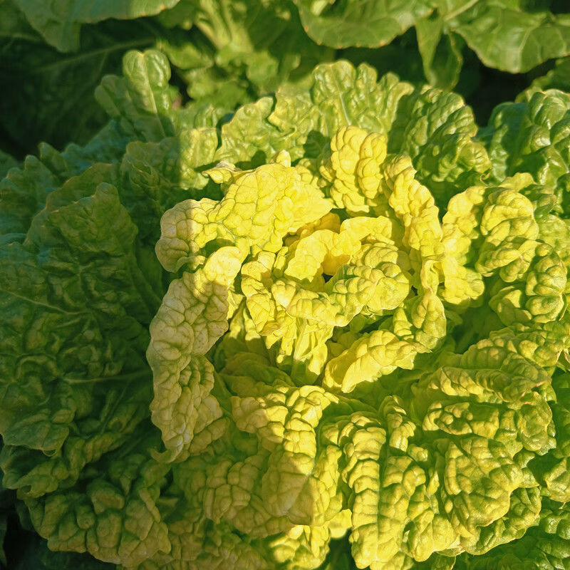 云南高原黄心白菜3/5/9斤 农家现现发新鲜黄心大白菜当季蔬菜整颗 黄